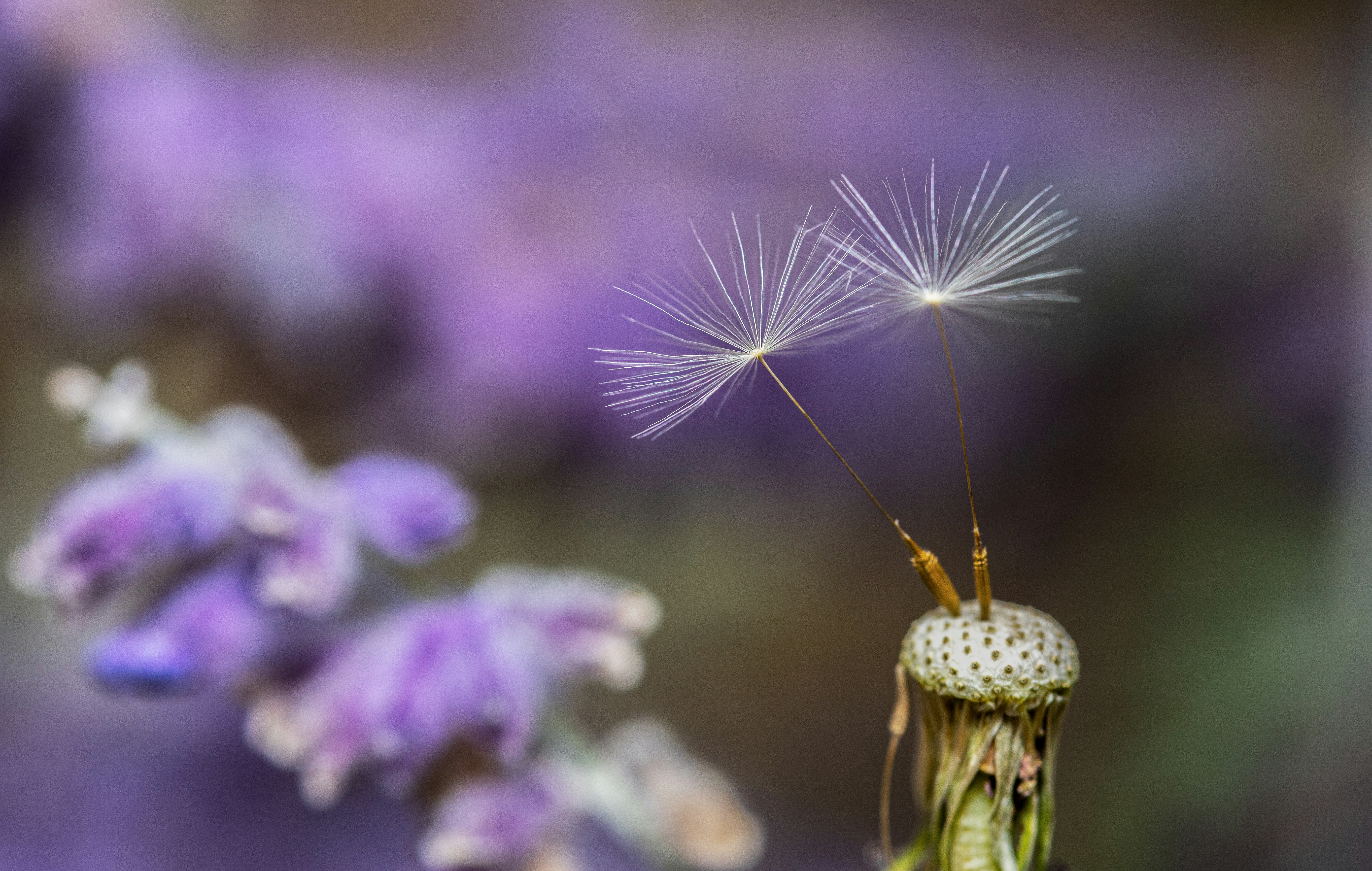 white dandelion in close up photography